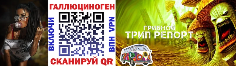 где найти   Светлоград  Псилоцибиновые грибы Psilocybe 